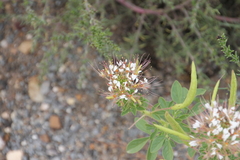 Polanisia dodecandra trachysperma