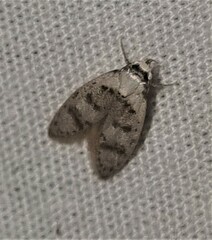 Scatochresis innumera