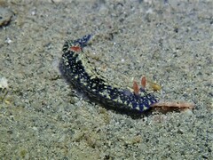 Hypselodoris saintvincentius