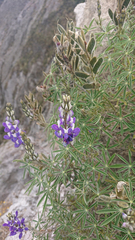 Lupinus pubescens