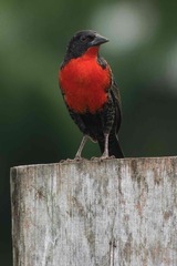 Leistes militaris
