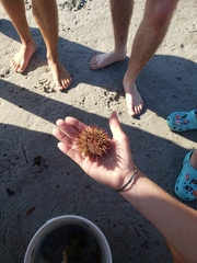 Mesocentrotus franciscanus