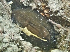 Scutus antipodes