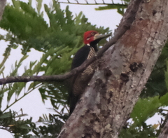 Campephilus melanoleucos