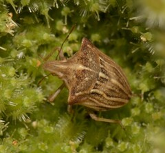 Ancyrosoma leucogrammes