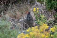 Sylvilagus andinus