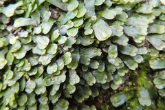 Targionia hypophylla