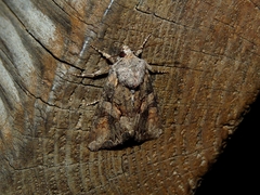 Lacanobia contigua