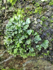 Targionia hypophylla