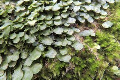 Targionia hypophylla