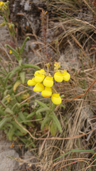 Calceolaria crenata