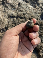 Euchelus asper