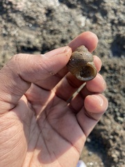 Euchelus asper