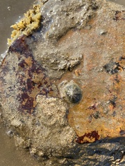 Cellana radiata