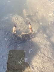 Charybdis hellerii