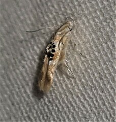 Hieromantis ephodophora