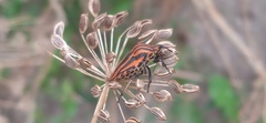 Graphosoma
