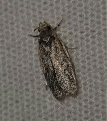 Hoplostega ochroma
