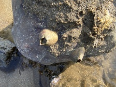 Striatobalanus amaryllis