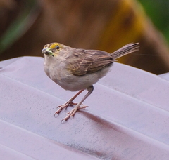 Ammodramus aurifrons