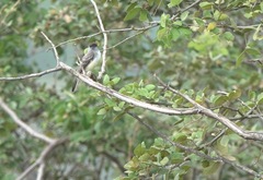 Xenopsaris albinucha