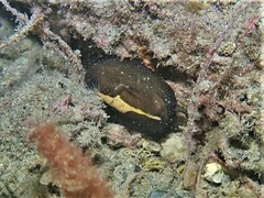 Scutus antipodes