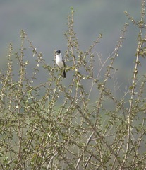 Xenopsaris albinucha