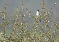 Xenopsaris albinucha