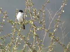 Xenopsaris albinucha