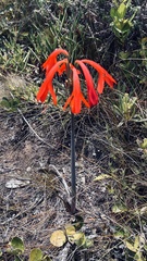 Cyrtanthus fergusoniae