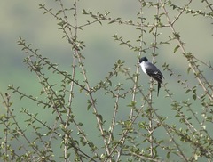 Xenopsaris albinucha