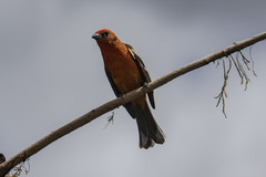 Piranga bidentata