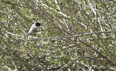 Xenopsaris albinucha