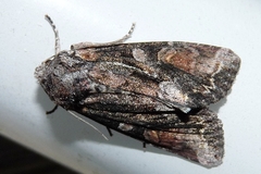 Lacanobia contigua