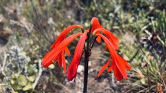 Cyrtanthus fergusoniae