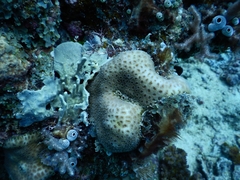 Goniastrea stelligera