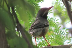 Turdus plumbeus