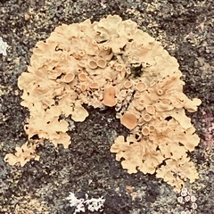Xanthoria parietina
