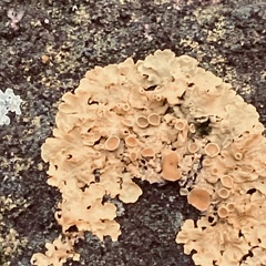 Xanthoria parietina