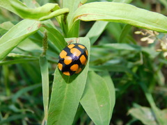 Botanochara decempustulata