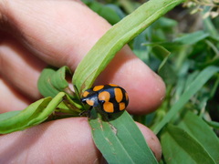Botanochara decempustulata