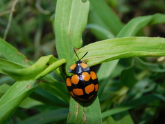 Botanochara decempustulata