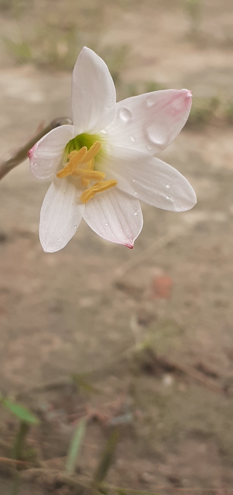 Zephyranthes cearensis