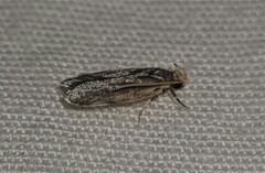 Hoplostega ochroma