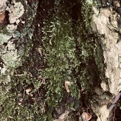 Brachythecium rutabulum