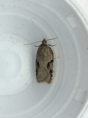 Acleris placidana