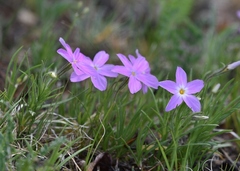 Phlox sibirica