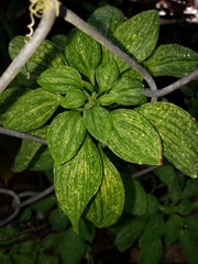 Alstroemeria psittacina
