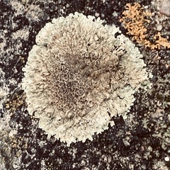 Protoparmeliopsis muralis