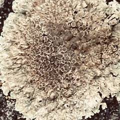 Protoparmeliopsis muralis